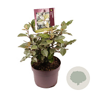 Elaeagnus ebb. 'Compacta' 20-25 cm 3,0L