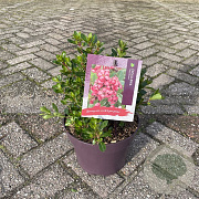 Escallonia 'Red Dream' 20-25 cm 5,0L
