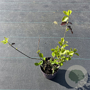 Euonymus fort. 'Hort's Blaze' 15-20 cm P13