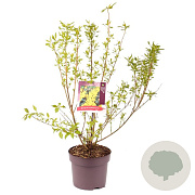 Forsythia int. 'Lynwood' 80-100 cm 7,5L