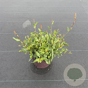Gaura l. Gaudi White 30-40 cm 2,0L