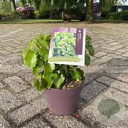 Hedera hib. 'Arbori Compact' 15-20 cm 3,0L