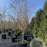 Heptacodium miconioides 250-300 cm cont. 130L