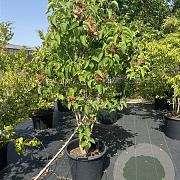 Hydrangea pan. 'Phantom' 80-100 cm 30L