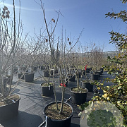 Koelreuteria paniculata 150-175 cm cont. 80L meerstammig