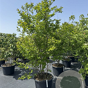 Lagerstroemia 'Muskogee' 200-250 cm cont. 80L meerstammig