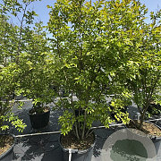 Lagerstroemia 'Natchez' 200-225 cm cont. 80L meerstammig