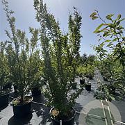 Lagerstroemia 'Tuscarora' 200-250 cm cont. 80L meerstammig