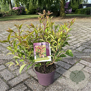 Ligustrum luc. Green Screen 40-50 cm 3,0L