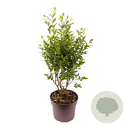 Ligustrum ovalifolium 40-60 cm 7,5L