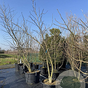 Liquidambar styraciflua 300-350 cm cont. 130L meerstammig