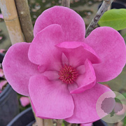Magnolia 'Aphrodite' 150-175 cm cont. 80L