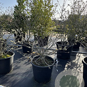 Magnolia stellata 40-60 cm 3,0L
