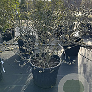 Magnolia stellata 60-80 cm 50L