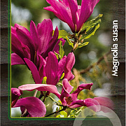 Magnolia 'Susan' 100-125 cm 30L