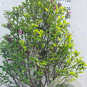 Magnolia 'Susan' 125-150 cm 35L