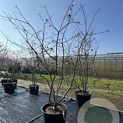 Mespilus germanica 250-275 cm cont. 150L meerstammig
