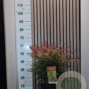 Nandina d. Obsessed 30-40 cm 7,5L