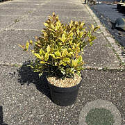 Osmanthus heter. 'Goshiki' 20-30 cm 2,0L