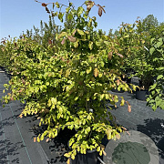 Parrotia persica 125-150 cm 35L