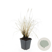 Pennisetum al. 'Hameln' GM P9