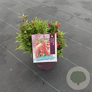 Penstemon Polaris Red 40-50 cm 5,0L