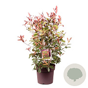 Photinia fraseri 'Red Robin' 60 cm 20L