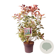 Photinia Magical Volcano 60-80 cm 10L