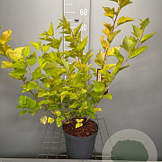Physocarpus opulif. 'Dart's Gold' 40-50 cm 3,0L