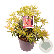 Pieris 'Flaming Silver' 20 cm 2,0L