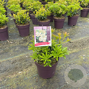 Pieris jap. 'Debutante' 15 cm 2,0L