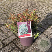 Pieris jap. 'Little Heath' 25-30 cm 5,0L