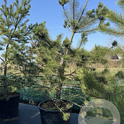 Pinus sylvestris 250-300 cm cont. 230L