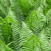 Polystichum set. 'Herrenhausen' GM P9