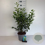 Prunus l. 'Angustifolia' 50-60 cm 5,0L