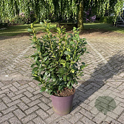 Prunus l. 'Antonius' 90-100 cm 20L
