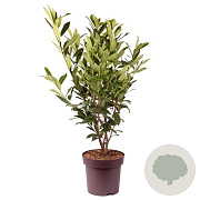 Prunus l. 'Caucasica' 100-110 cm 13L