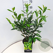 Prunus l. 'Caucasica' 50-60 cm 5,0L