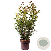 Prunus l. On Fire 90-100 cm 20L