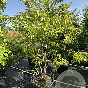 Prunus subh. 'Autumnalis Rosea' 175-200 cm 50L