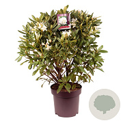Rhododendron 'Cunningham's White' 60-80 cm 13L