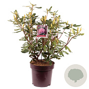Rhododendron pont. 'Roseum' 50-60 cm 13L