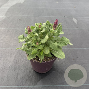 Salvia nem. Sensation Deep Blue 30-40 cm 2,0L