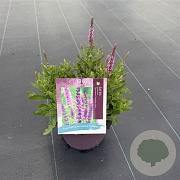 Salvia nem. Sensation Medium Pink GM C5