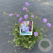 Scabiosa col. 'Butterfly Blue' GM C5