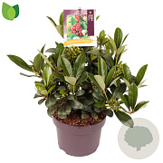Skimmia j. 'Temptation' 30-40 cm 5,0L met bes
