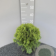 Thuja occ. 'Danica' 25-30 cm 2,0L