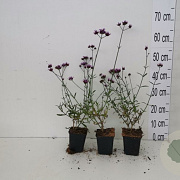 Verbena bon. 'Lollipop' GM P9