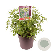 Vitex agnus-castus 30-40 cm 10L