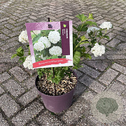 Viburnum opulus 'Roseum' 40 cm 7,5L